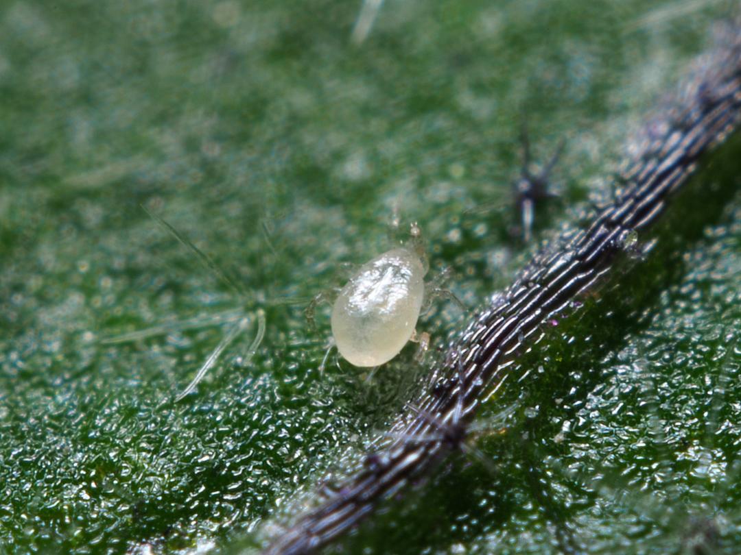 A. andersoni adulte
